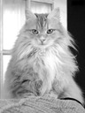 1-kitty b&w